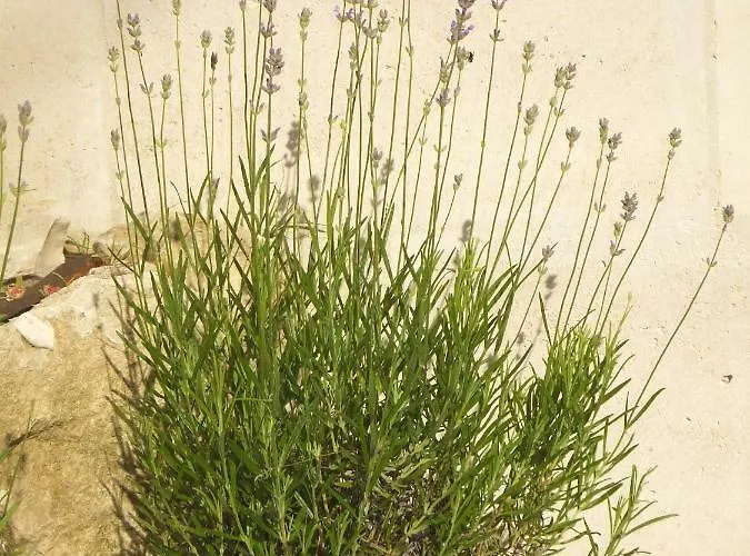 L'eugenie * Pierrefonds