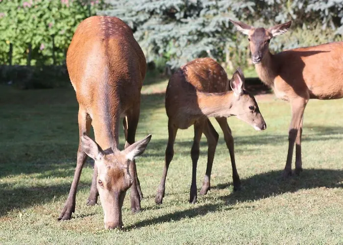 Holiday home L'eugenie Pierrefonds